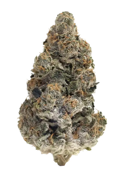 Peach Cooler by Teds Budz