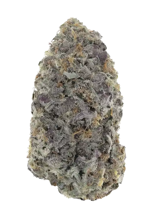 Strawberry Biscotti by Humboldt DNA