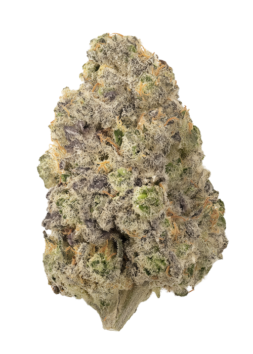 White Dove #43