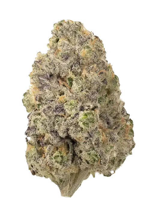 White Dove #43