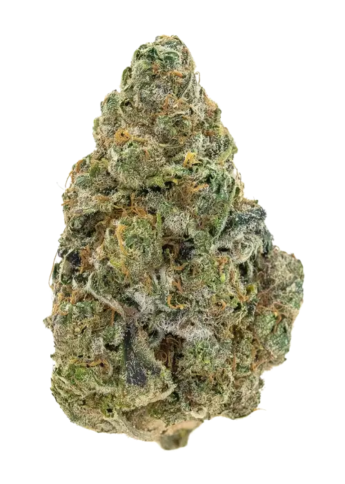 Nirvana #6