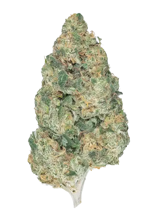 Shaloha