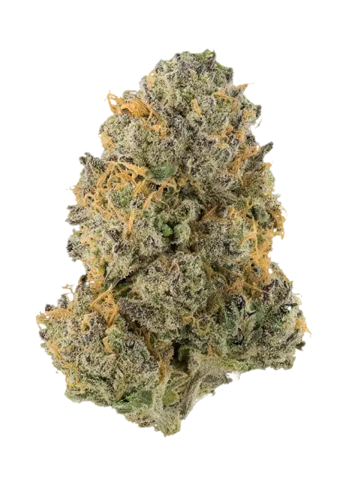 Maui S1