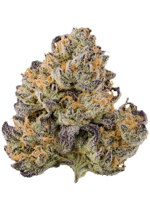 Sunrise Papaya