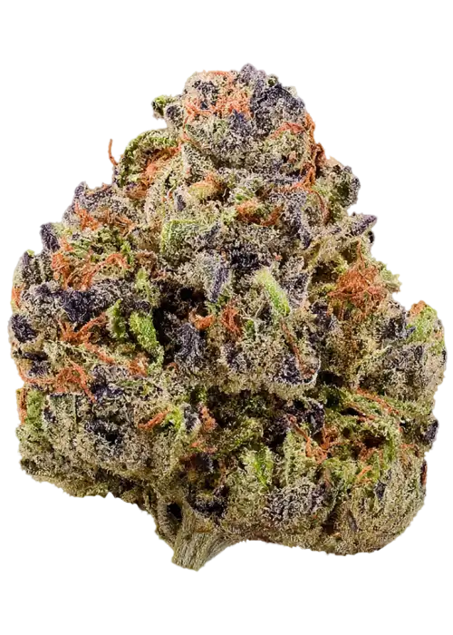 Cherry Sherbet by Preferred Gardens