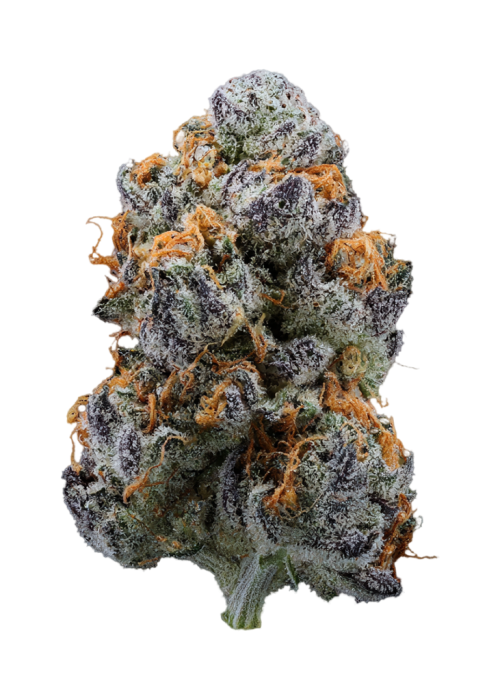 Power Nap by Preferred Gardens
