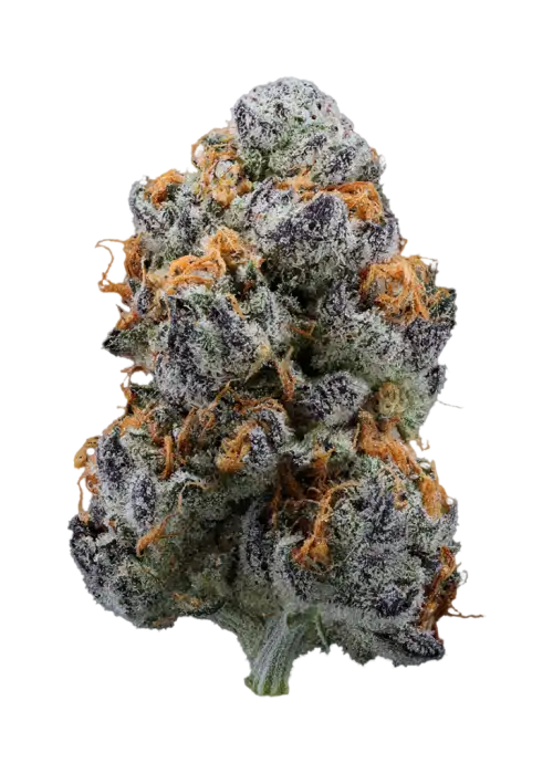 Power Nap by Preferred Gardens