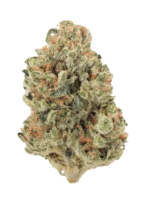 Limon Blanco V3