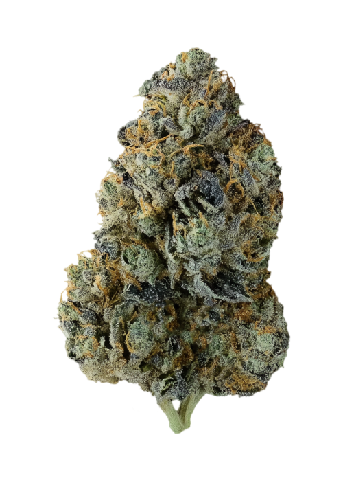 Glue Lotus