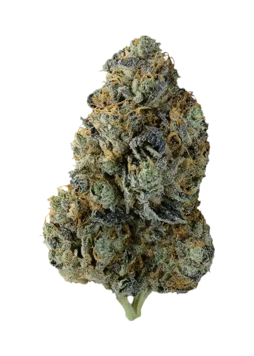 Glue Lotus