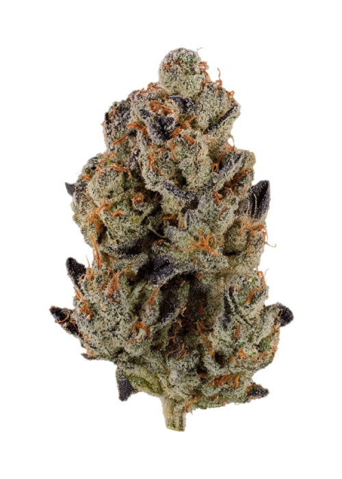 Lemon Chain