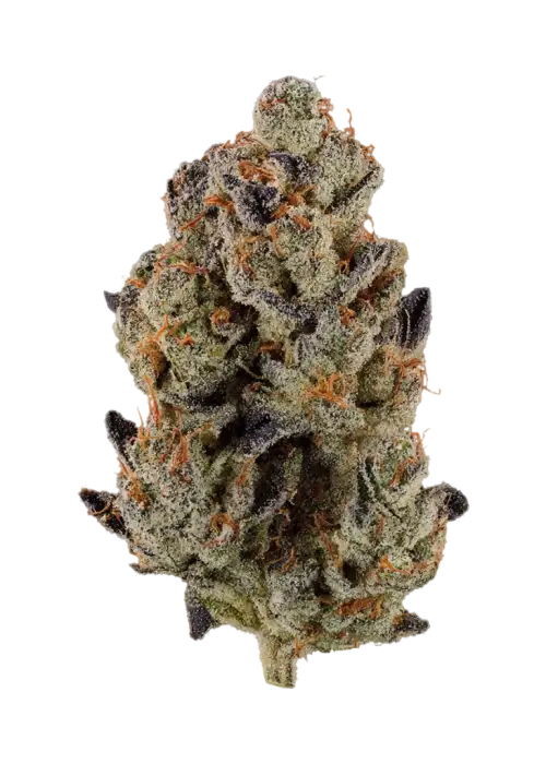 Lemon Chain
