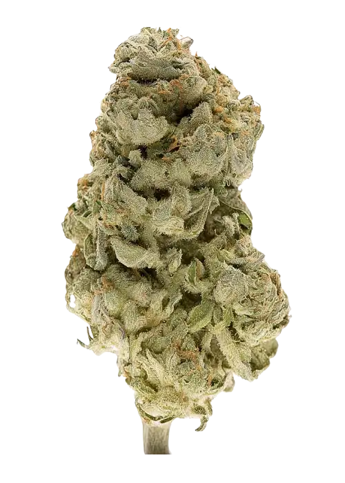 Purple Dinosaur