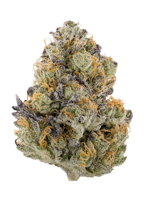 Jamba Juice by Decibel Gardens