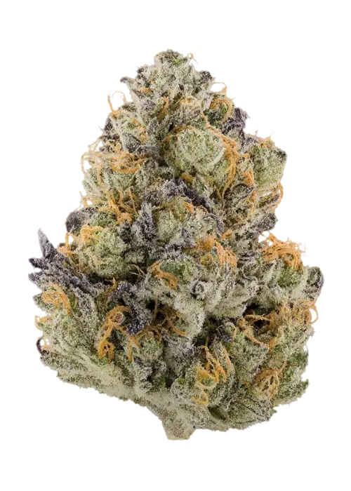 Jamba Juice by Decibel Gardens