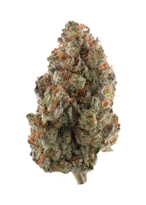 Fruit Loops by Bean Fiendz