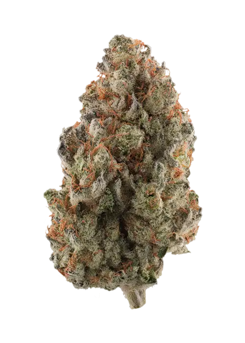 Fruit Loops by Bean Fiendz