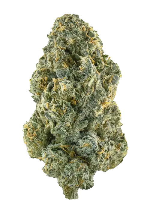 Watermelon Mimosa by LIT Farms