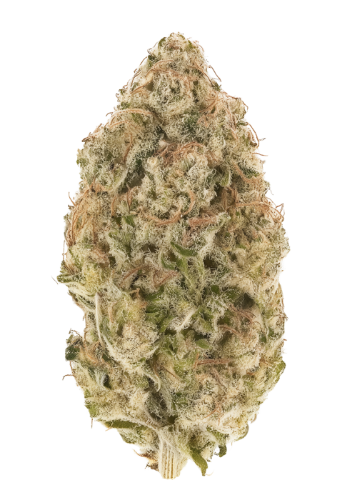 Sour Animal