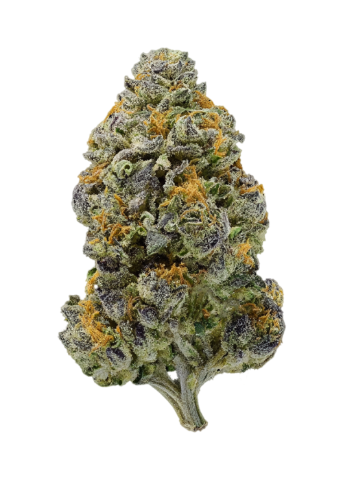 ZiZi Blue