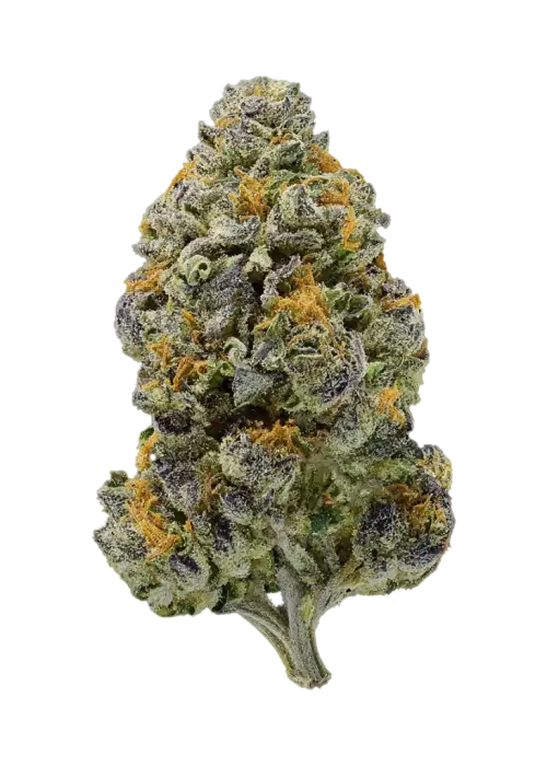 ZiZi Blue
