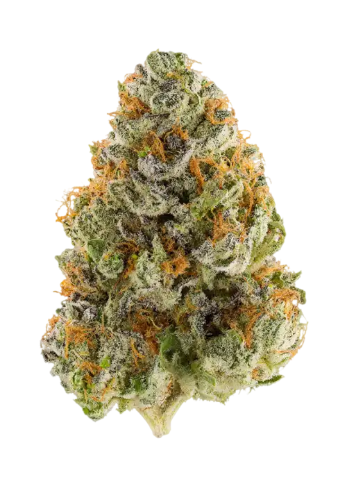 Orange Milano