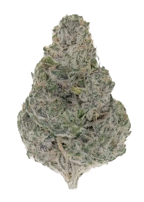 Briar Berriez