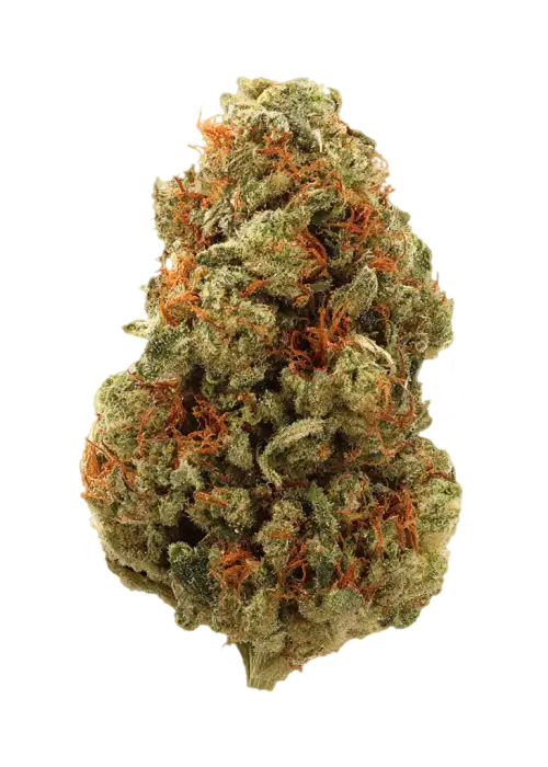 OG Kush Bx1 by EZ Genetics