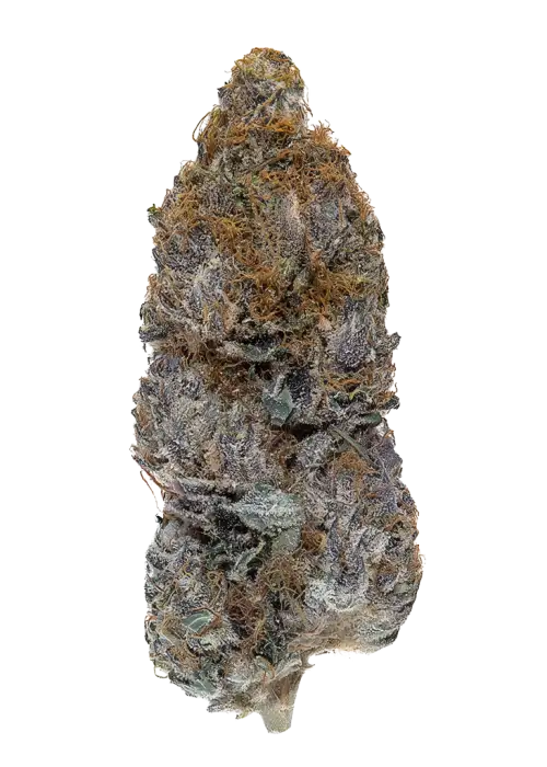 Ambrozia