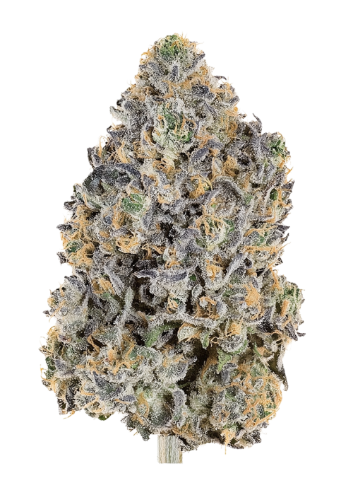 Pantera Limon