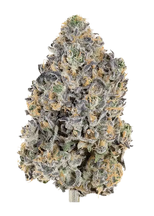 Pantera Limon