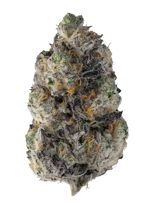 Peels by The Heights Co