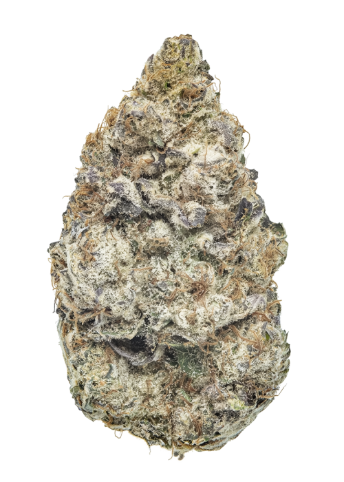 Bobby Shaloha
