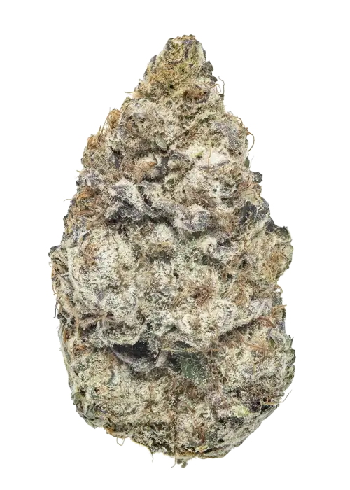 Bobby Shaloha