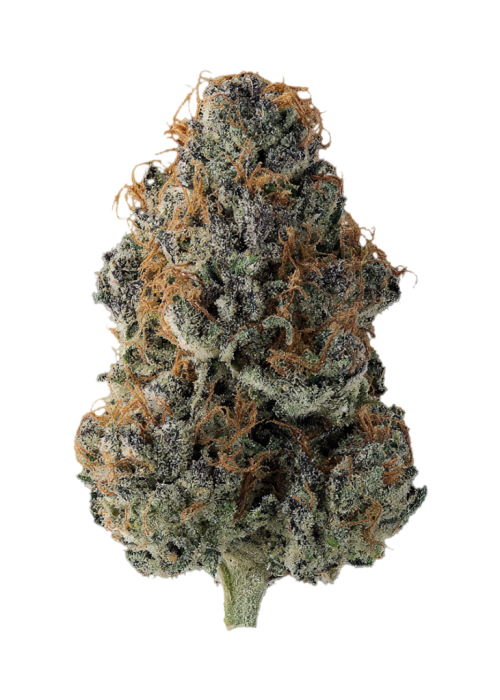 Purp 43