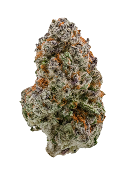 Blue Meduza