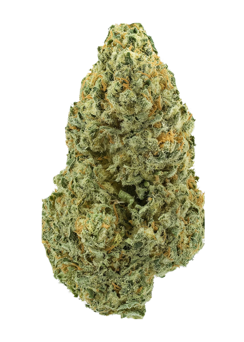Ricky Bobby by Tahoe_Nugz