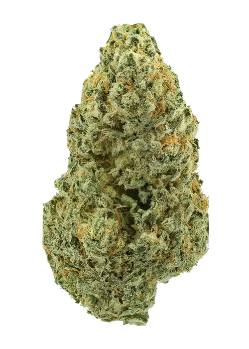 Ricky Bobby by Tahoe_Nugz