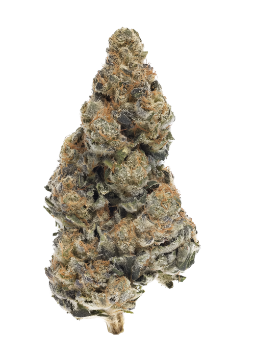 Decibel OG