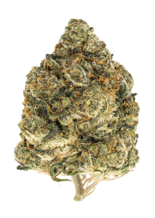 Blooperz