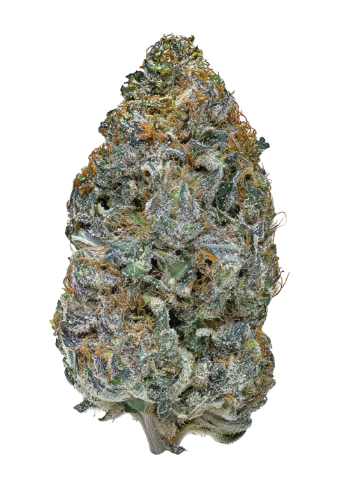 Juniper