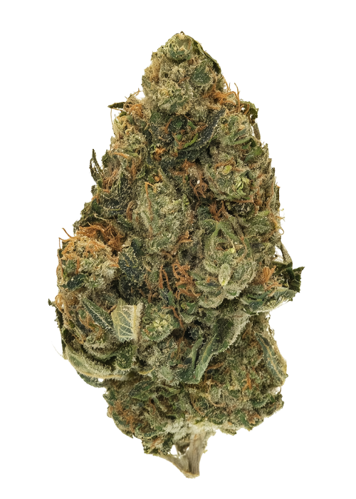 Soft Baked