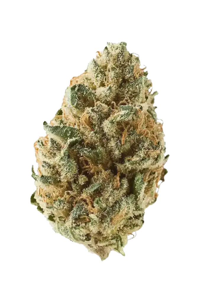 644-tangie_1000.webp