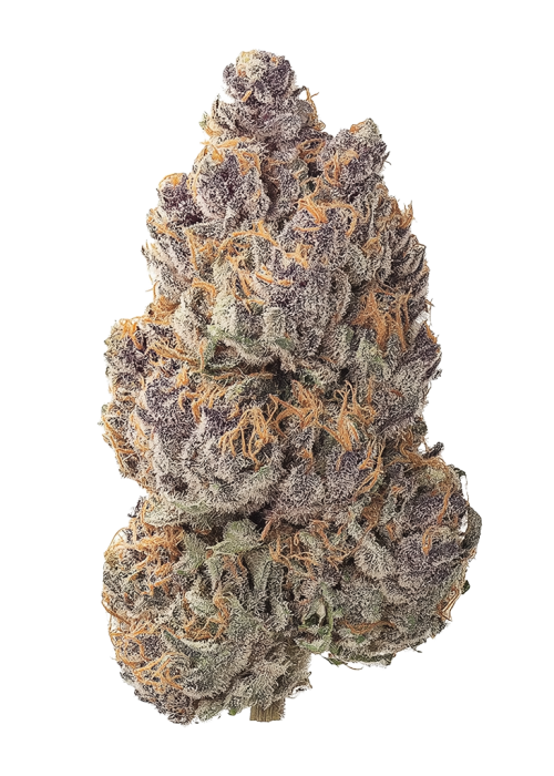 Black Sugar by Lit Famrs