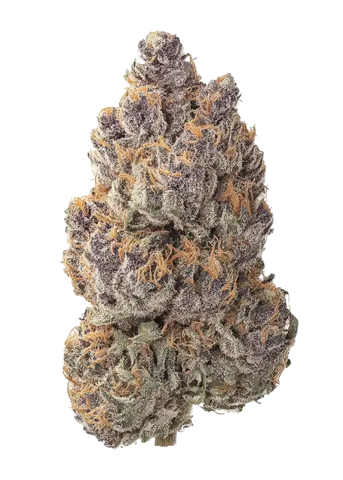 Black Sugar by Lit Famrs