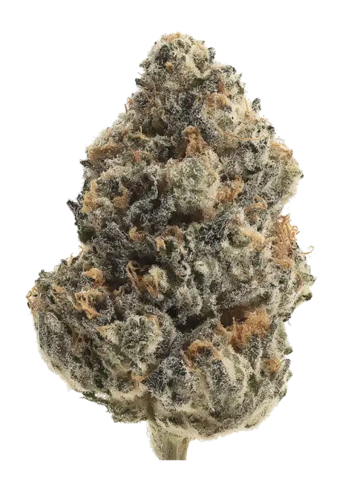 Black Zugar