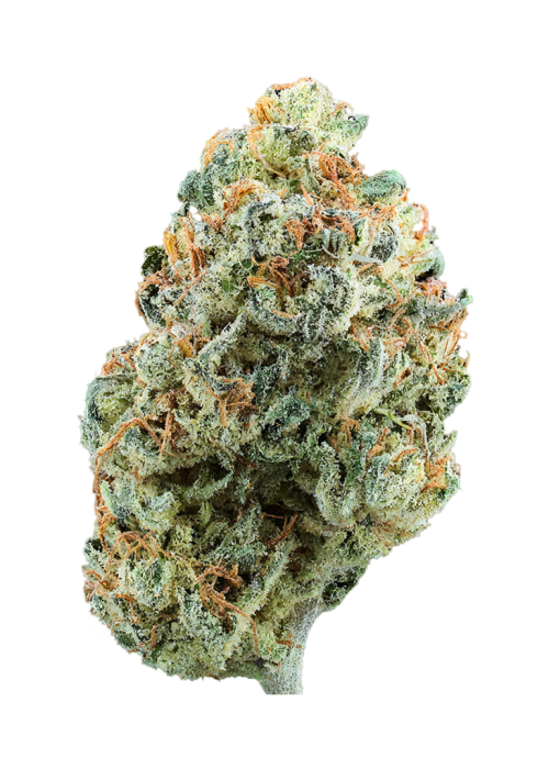 Toucan’s Kush