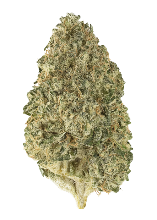 Irene Kush Bx2