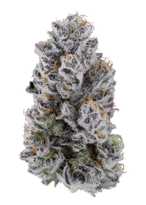 Motor OG