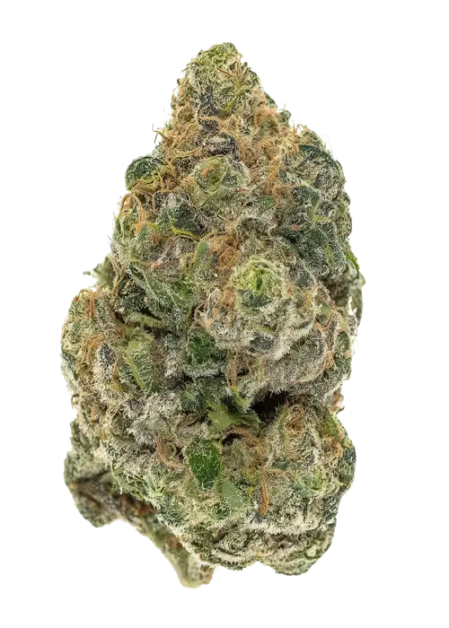 White Piff F2